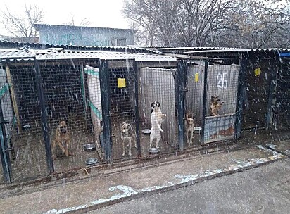 Alguns cachorros estão em canis enquanto neva. 