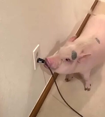 O porco está mordendo o cabo do aspirador.