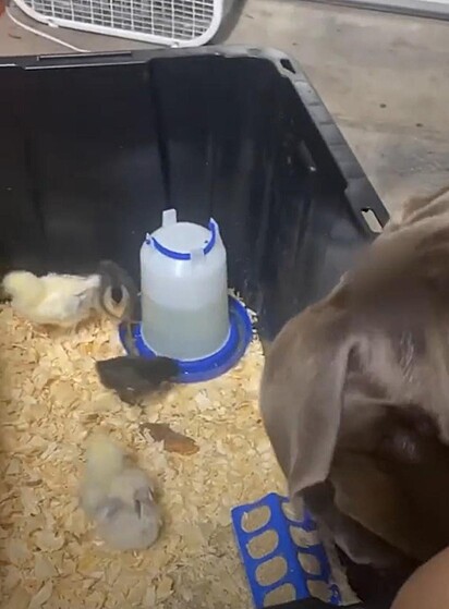 O cão está olhando os pintinhos.