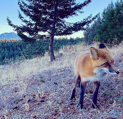 Foxy está andando pela montanha.