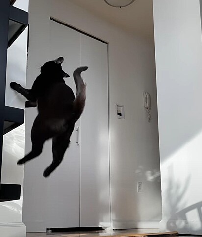 A gata está pulando na parede.