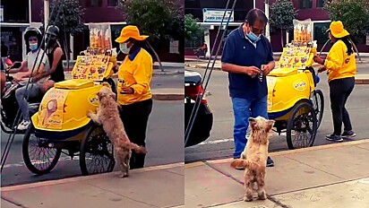 Cão apaixonado por picolé aguarda ansioso por vendedora.