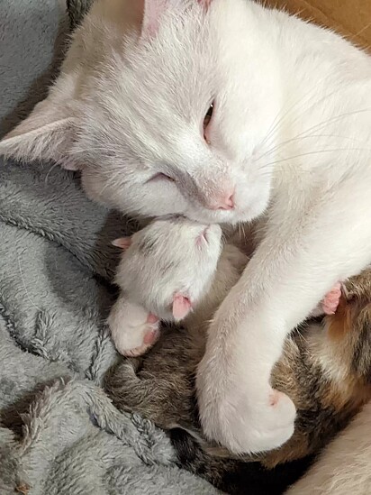 Mama deu à luz cinco lindos filhotes.