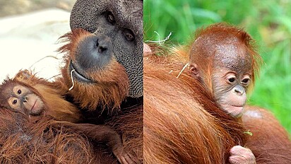 Mãe orangotango falece e pai assume a criação do filhote.