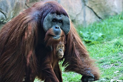 A atitude do orangotango surpreendeu os funcionários do zoológico. 