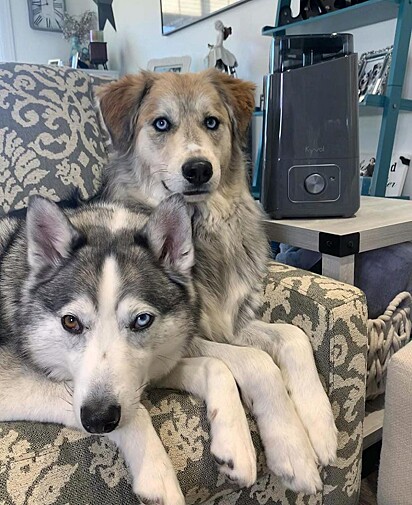 Os cachorros estão lado a lado no sofá.