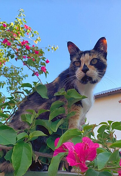 A gatinha está tomando sol em meio a flores.