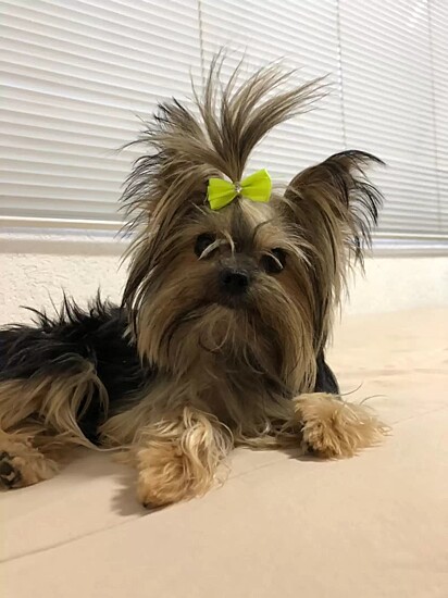 A cachorrinha Amora.