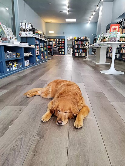 A douradinha adora se esparramar pelo chão da livraria.