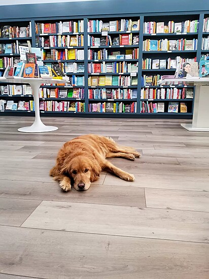 A cachorrinha acompanha a tutora na livraria.