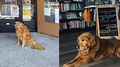 Cachorrinha é homenageadad pela família oque nomeia livraria com o seu nome.