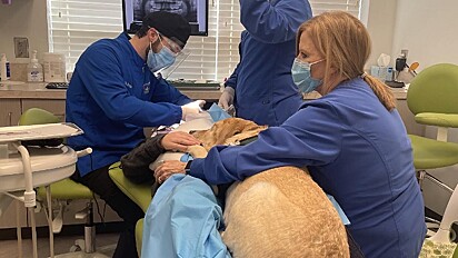 O cão está participando do procedimento odontológico.
