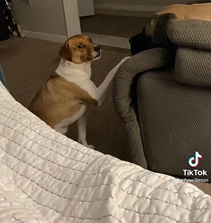 A cachorrinha está em frente ao cão grande.