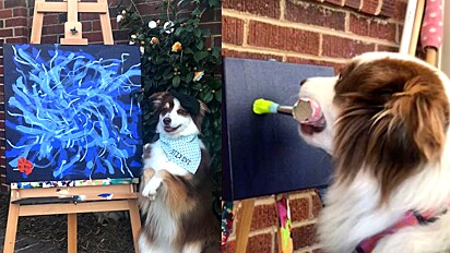 cachorrinha aprende a pintar quadros e o valor arrecadado com eles é doado para abrigo de animais..