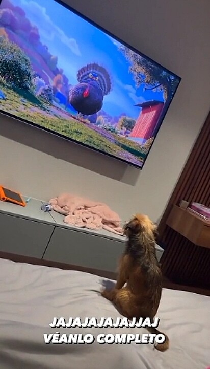 O cachorrinho concentrado assistindo o filme.