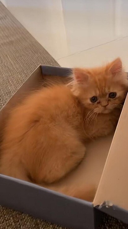 O gato está dentro de uma caixa de sapato.