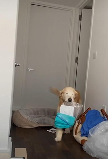 O cachorro está com uma sacola com documentos.