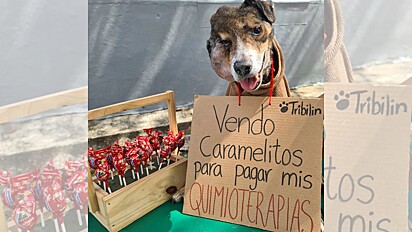 Cão vende doces para arrecadar dinheiro para o seu tratamento.
