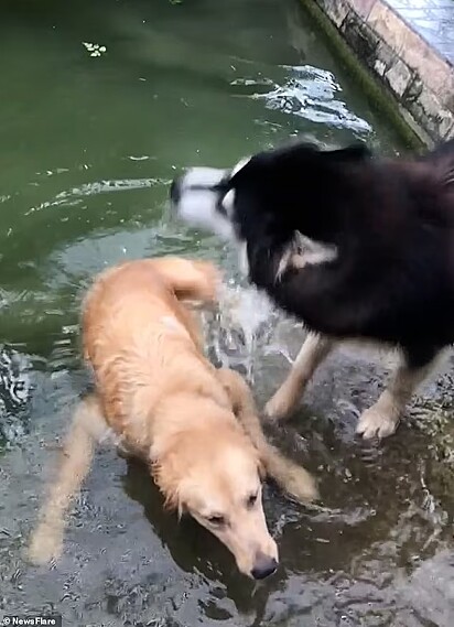O husky ficou ao lado do amigo até que saísse da água.