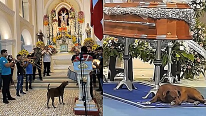 Cachorrinha participa de todos os eventos religiosos da sua cidade.
