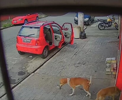 O cão está do lado de fora do estabelecimento com a comida furtada.
