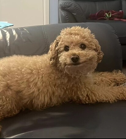 O cão está sorrindo.