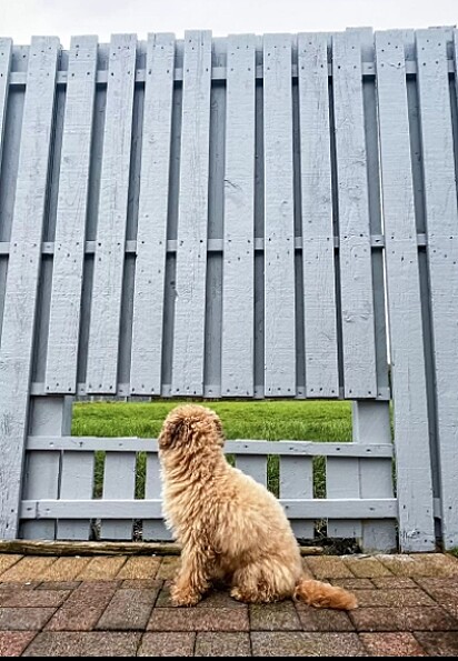 O cãozinho está olhando pela abertura da cerca.