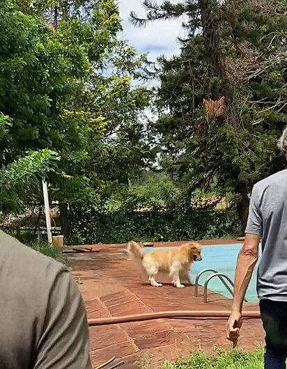 O golden está na borda da piscina.
