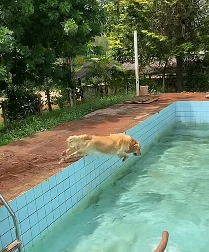 Bento está prestes a mergulhar na piscina.