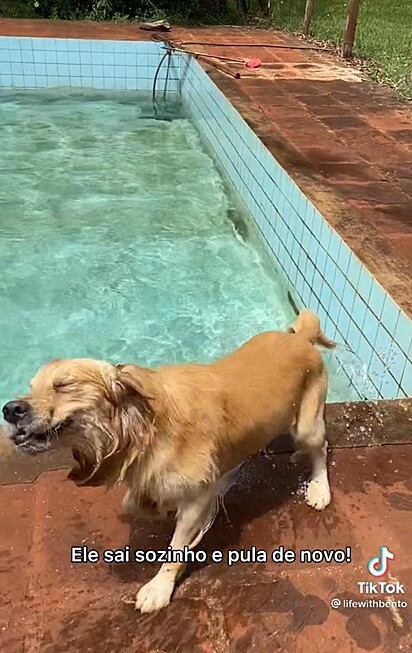 O cão está se chacoalhando da água.