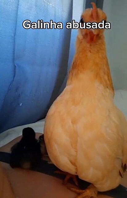 A galinha está em cima da tutora com 2 filhotes.