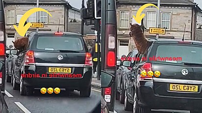 Mulher fica surpresa ao ver uma alpaca dentro de um carro.