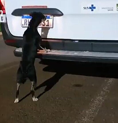 O cão está tentando entrar na ambulância.