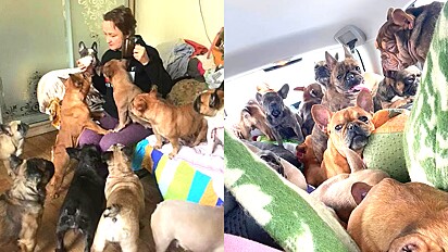 Mulher resgata os seus 50 cães na Ucrânia.