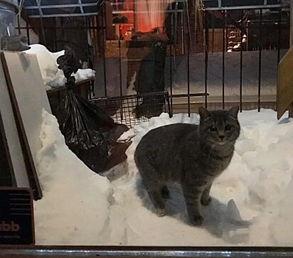A felina está do lado de fora do abrigo.