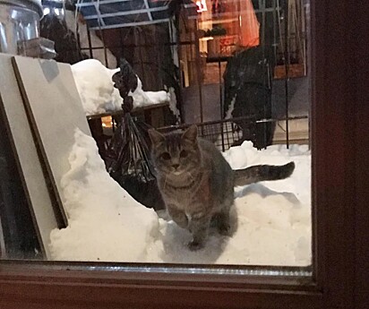 A gatinha está na neve.