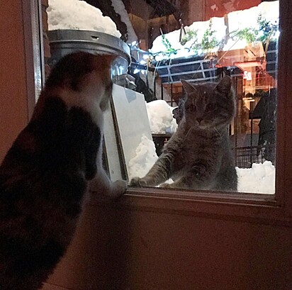 A gata está do lado de fora olhando outro felino pela janela.