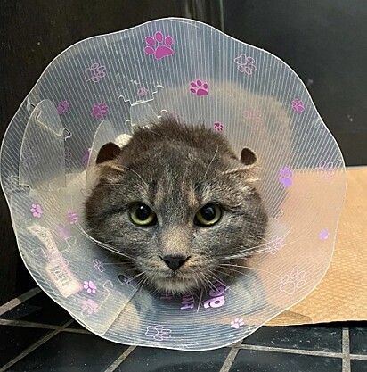 A felina está usando um cone após a castração.