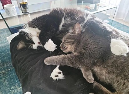 Os gatos estão dormindo juntos.