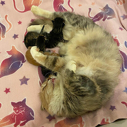 Priscilla está dando de mamar para os bebês.