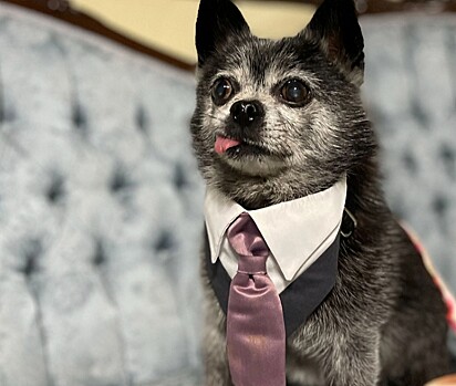 O cachorro está de gravata.
