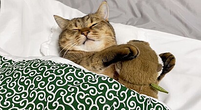 A gatinha está dormindo com um bicho de pelúcia.