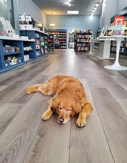 A golden está dormindo no corredor da livraria.