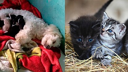 À esquerda, a cadela deitada amamentando os filhotes de gato. À direita, imagem ilustrativa de filhotes de gato.