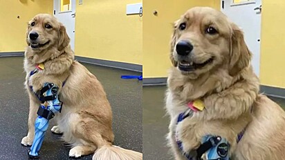 Cão sorri ao receber perna protética.