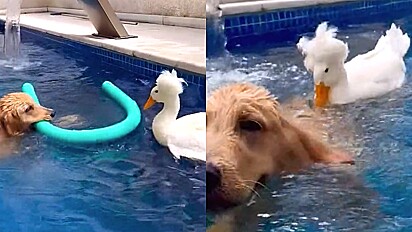 Cão e pato se divertem juntos na piscina.