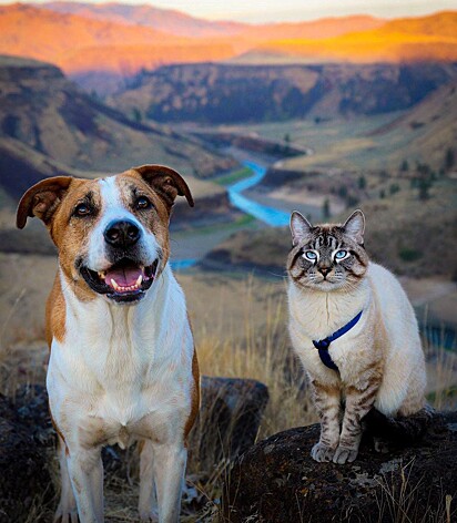 O cão e o gato estão passeando nas montanhas.