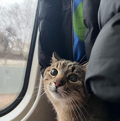 O gato está assustado em um ônibus.