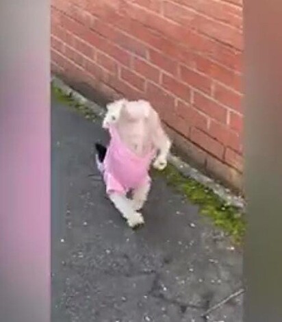 O cãozinho continua urinando enquanto caminha em pé.
