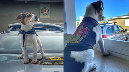 Cão abandonado é adotado por policiais no Rio Grande do Sul.
